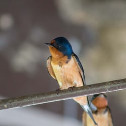 Woodlands Nature Station