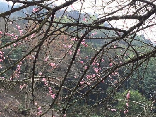 Kadoorie Farm and Botanic Garden by null