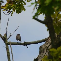 Pinewoods Park