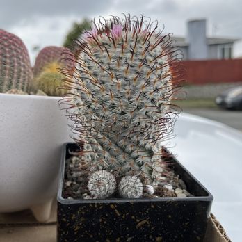 Ace Mega Succulents - Nurseries & Gardening Near Me - Lemon Grove, California Ace Mega Succulents - Nurseries & Gardening Near Me - Lemon Grove, California