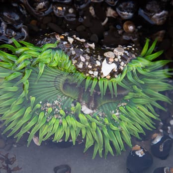 Fitzgerald Marine Reserve - green anemone - Parks Near Me - Moss Beach, California Fitzgerald Marine Reserve - green anemone - Parks Near Me - Moss Beach, California