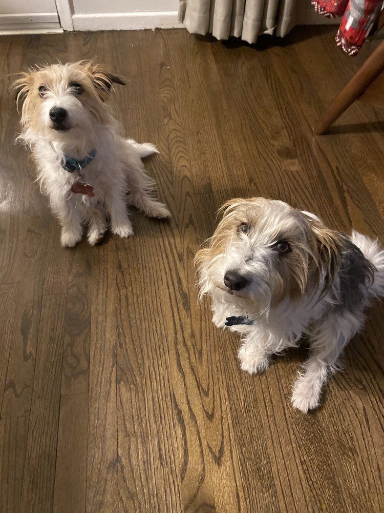 PAMPERED PAWS MOBILE PET GROOMING Updated September 2024 218 Photos