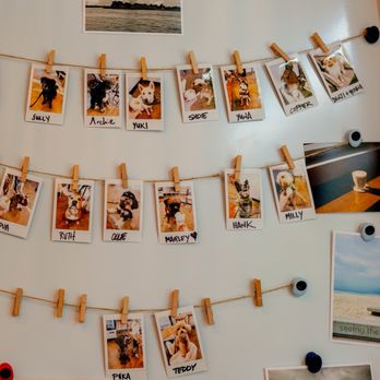 Camp Cove - Inside cute dog photo wall - Cafes Near Me - Sacramento, California Camp Cove - Inside cute dog photo wall - Cafes Near Me - Sacramento, California