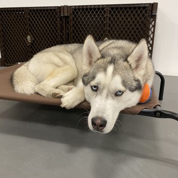 Hilltop Canine - Pet Boarding Near Me - Franklin, Massachusetts