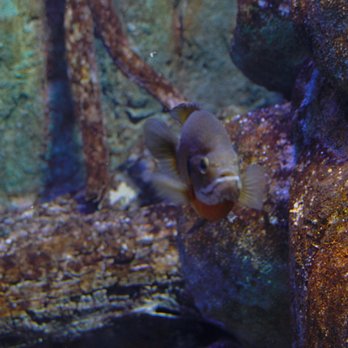 Via Aquarium - Aquariums Near Me - Schenectady, New York Via Aquarium - Aquariums Near Me - Schenectady, New York