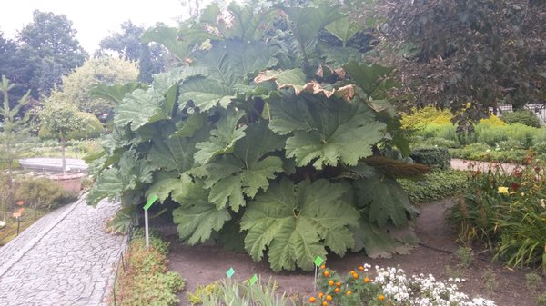 Botanical Garden of the University of Wrocław by null