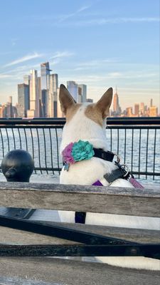 Pier 13 Hoboken by null