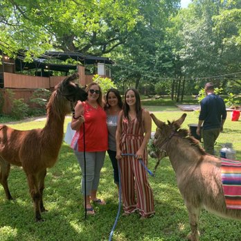 Llamazing Party Animals - Petting Zoos Near Me Llamazing Party Animals - Petting Zoos Near Me