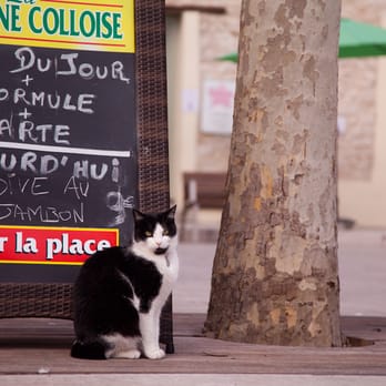 La Taverne Colloise - Restaurants Near Me - Colle sur Loup (La), 06 La Taverne Colloise - Restaurants Near Me - Colle sur Loup (La), 06