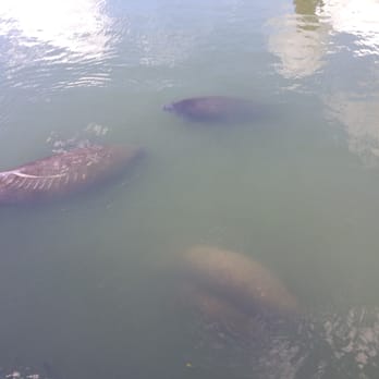 Manatee Viewing Center - More manatees!!!! - Zoos Near Me - Apollo Beach, Florida Manatee Viewing Center - More manatees!!!! - Zoos Near Me - Apollo Beach, Florida
