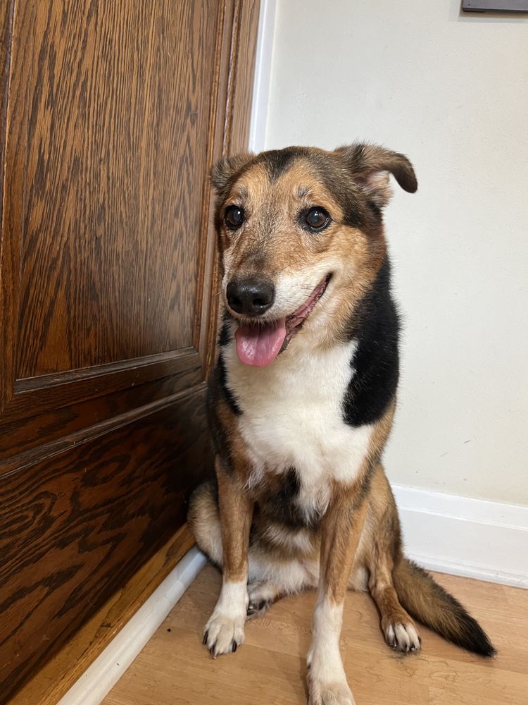 Creature Comforts - pet boarding facility in Madison, WI