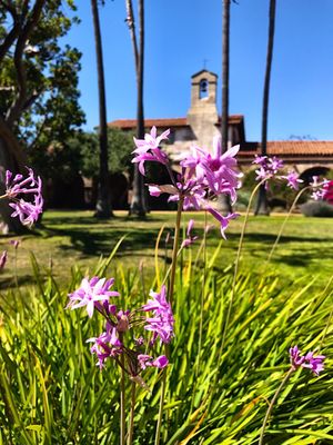 Mission San Juan Capistrano by null