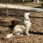 Furbulas Dogs