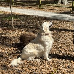 Furbulas Dogs - Lilly Loves Brittany