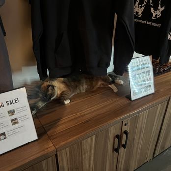 Benny Boy Brewing - brewery cat! - Breweries Near Me - Los Angeles, California