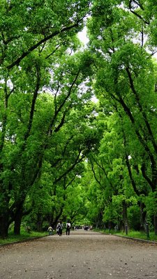 Kyoto Botanical Gardens by null