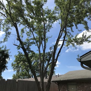 JC'S Lawn Care Service - a large tree in a backyard - Lawn Services Near Me JC'S Lawn Care Service - a large tree in a backyard - Lawn Services Near Me