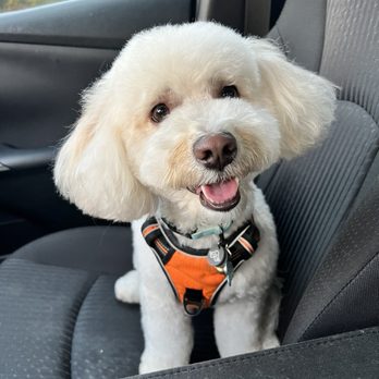 Le Pawsh - Pet Groomers Near Me - Fremont, California Le Pawsh - Pet Groomers Near Me - Fremont, California