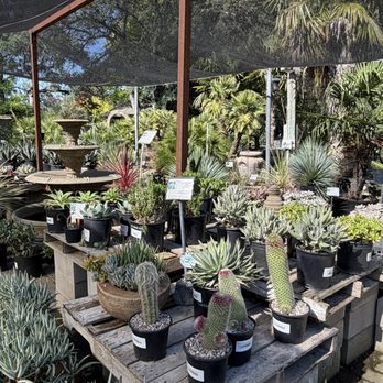 Bushnell Gardens Nursery - Cactus blooming - Nurseries & Gardening Near Me - Granite Bay, California Bushnell Gardens Nursery - Cactus blooming - Nurseries & Gardening Near Me - Granite Bay, California
