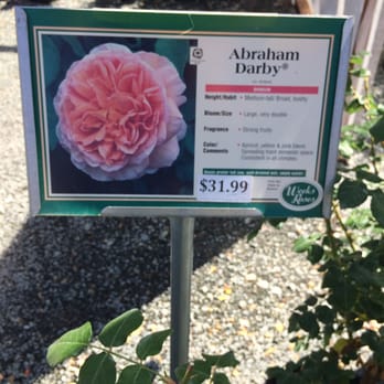 Witherspoon Rose Culture - One of the Rose signs posted in each section. - Florists Near Me - Durham, North Carolina Witherspoon Rose Culture - One of the Rose signs posted in each section. - Florists Near Me - Durham, North Carolina