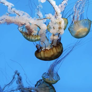 National Aquarium - Jelly Fish - Aquariums Near Me - Baltimore, Maryland National Aquarium - Jelly Fish - Aquariums Near Me - Baltimore, Maryland