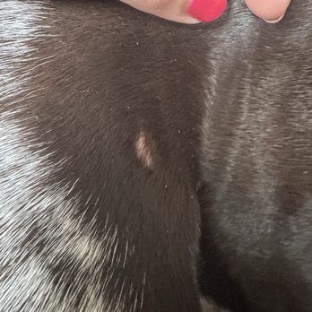 Sayayin Painting - Puppy 1 hurt, nail scratch from the garbage thar was left on site - Painters Near Me - Norwalk, Connecticut Sayayin Painting - Puppy 1 hurt, nail scratch from the garbage thar was left on site - Painters Near Me - Norwalk, Connecticut