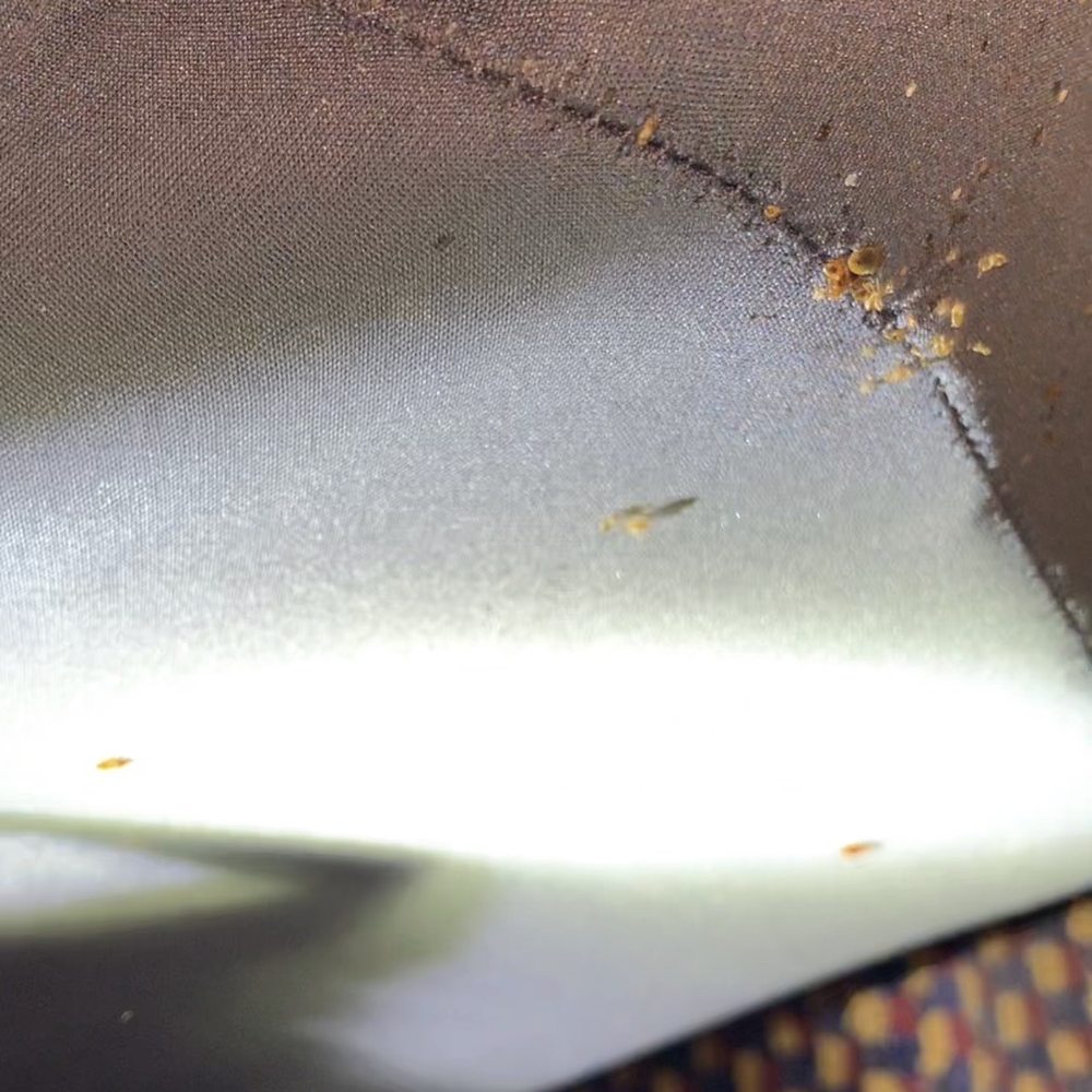 Shasta Pines - Bed bug infestation on corner of mattress and box spring - Hotels Near Me - Burney, California Shasta Pines - Bed bug infestation on corner of mattress and box spring - Hotels Near Me - Burney, California