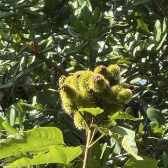 ECHO Global Farm - Lipstick tree ? - Community Service/Non-Profit Near Me - North Fort Myers, Florida