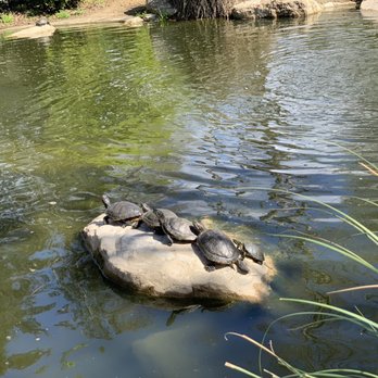 Hopkins Wilderness Park - Turtles - Parks Near Me - Redondo Beach, California