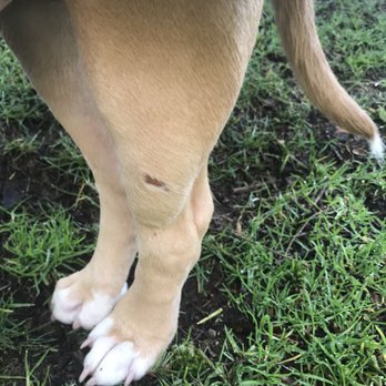 4 Paws Dog Day Care - Day after my dog was injured at 4 Paws. This was the leg he could stand on yet look how swollen and there is a cut on his leg. - Pet Boarding Near Me - Tigard, Oregon 4 Paws Dog Day Care - Day after my dog was injured at 4 Paws. This was the leg he could stand on yet look how swollen and there is a cut on his leg. - Pet Boarding Near Me - Tigard, Oregon