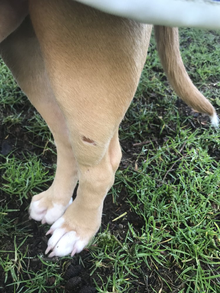 4 PAWS DOG DAY CARE Updated August 2024 14 Reviews 9740 SW Tigard St, Tigard, Oregon Pet