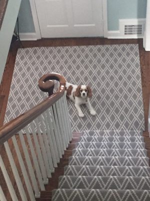 DePass Carpet & Floor by null