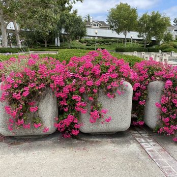 Woodbridge South Lake - More flowers blooming in Woodbridge (spring 2020) - Lakes Near Me - Irvine, California Woodbridge South Lake - More flowers blooming in Woodbridge (spring 2020) - Lakes Near Me - Irvine, California