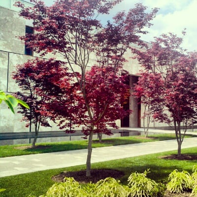 Barnes Foundation by null