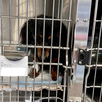 VEG ER for Pets - Help! I'm being held prisoner. - Emergency Pet Hospital Near Me - Palm Desert, California VEG ER for Pets - Help! I'm being held prisoner. - Emergency Pet Hospital Near Me - Palm Desert, California