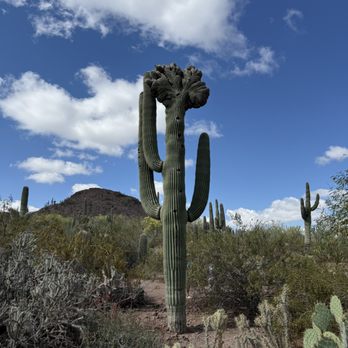 Desert Botanical Garden - Crested saguaro cactus - Botanical Gardens Near Me - Phoenix, Arizona