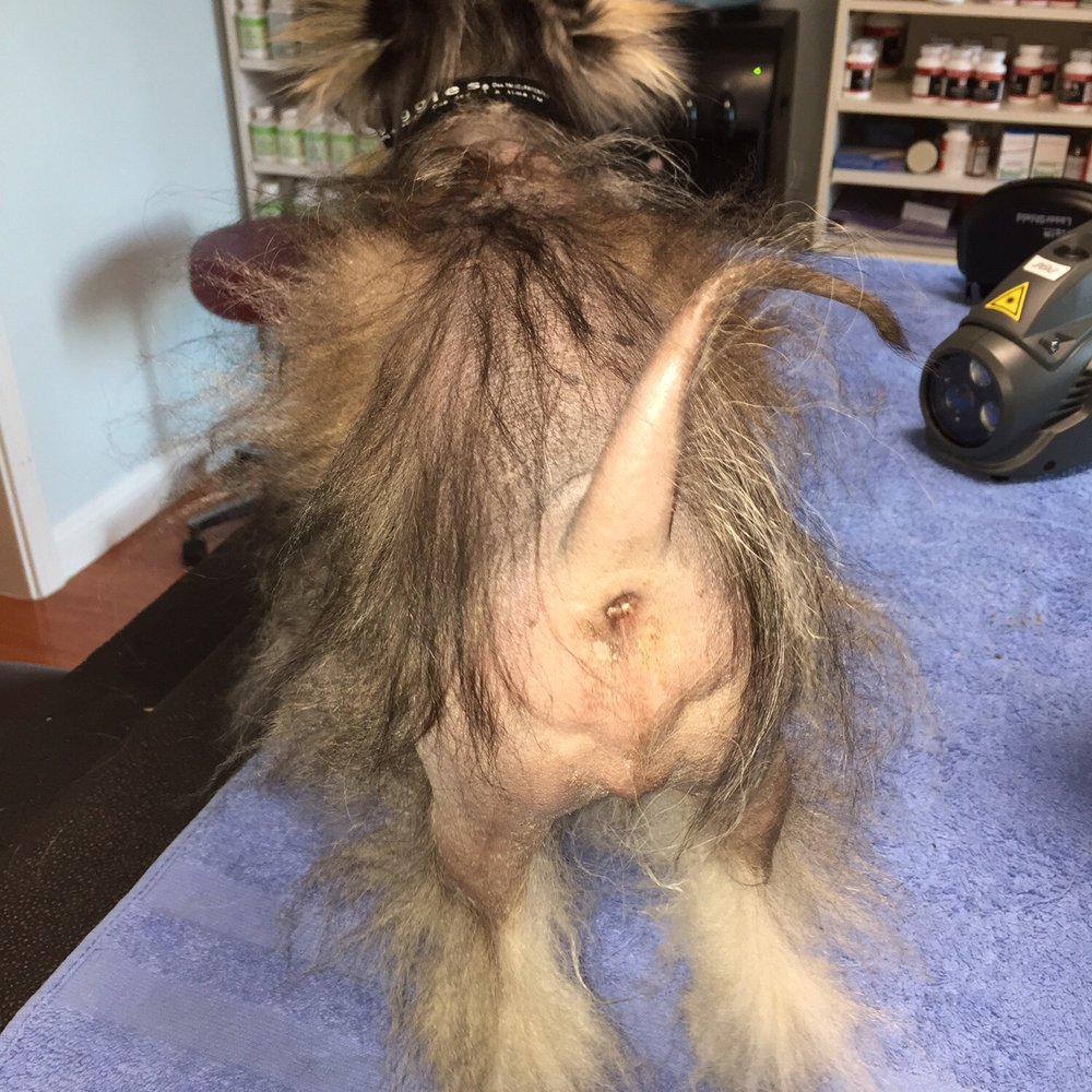 5 Direction Integrative Veterinary Care - Before treatment - Holistic Animal Care Near Me - San Mateo, California