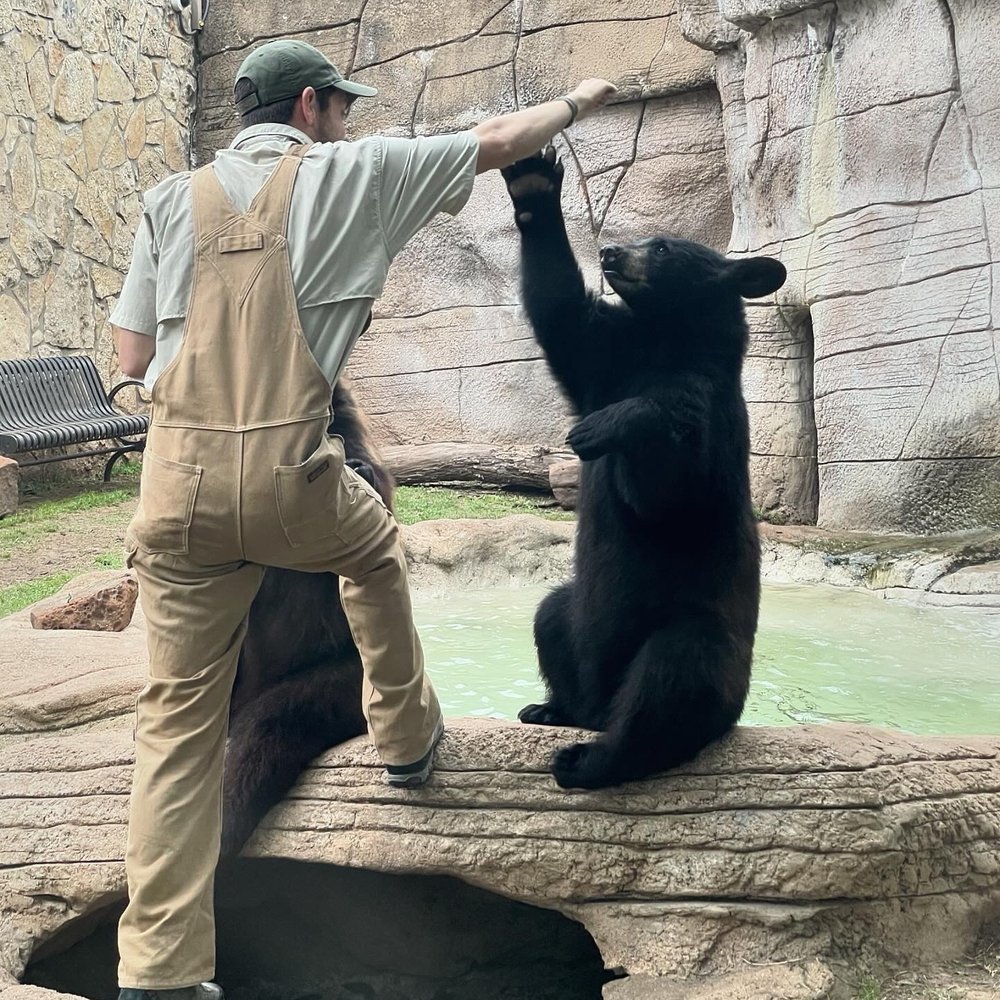 Baylor Bear Habitat - Zoos Near Me - Robinson, Texas Baylor Bear Habitat - Zoos Near Me - Robinson, Texas
