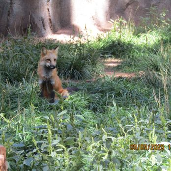 Bearizona - Red Fox - Zoos Near Me - Williams, Arizona Bearizona - Red Fox - Zoos Near Me - Williams, Arizona