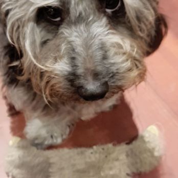 ALL Creatures Veterinary Center - Veterinarians Near Me - Newhall, California