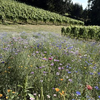 Shumaker Vineyards - Wine Tasting Room Near Me - North Plains, Oregon Shumaker Vineyards - Wine Tasting Room Near Me - North Plains, Oregon