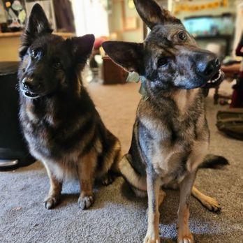 Your Graces Grooming - Our sweet girls after their grooming! - Pet Groomers Near Me Your Graces Grooming - Our sweet girls after their grooming! - Pet Groomers Near Me