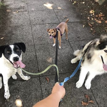 Andiamo Pet Services - Pack Walks! - Dog Walkers Near Me
