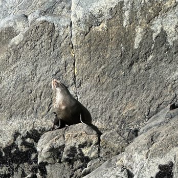 Trips and Tramps - Seal - Active Life Near Me - Queenstown, STL