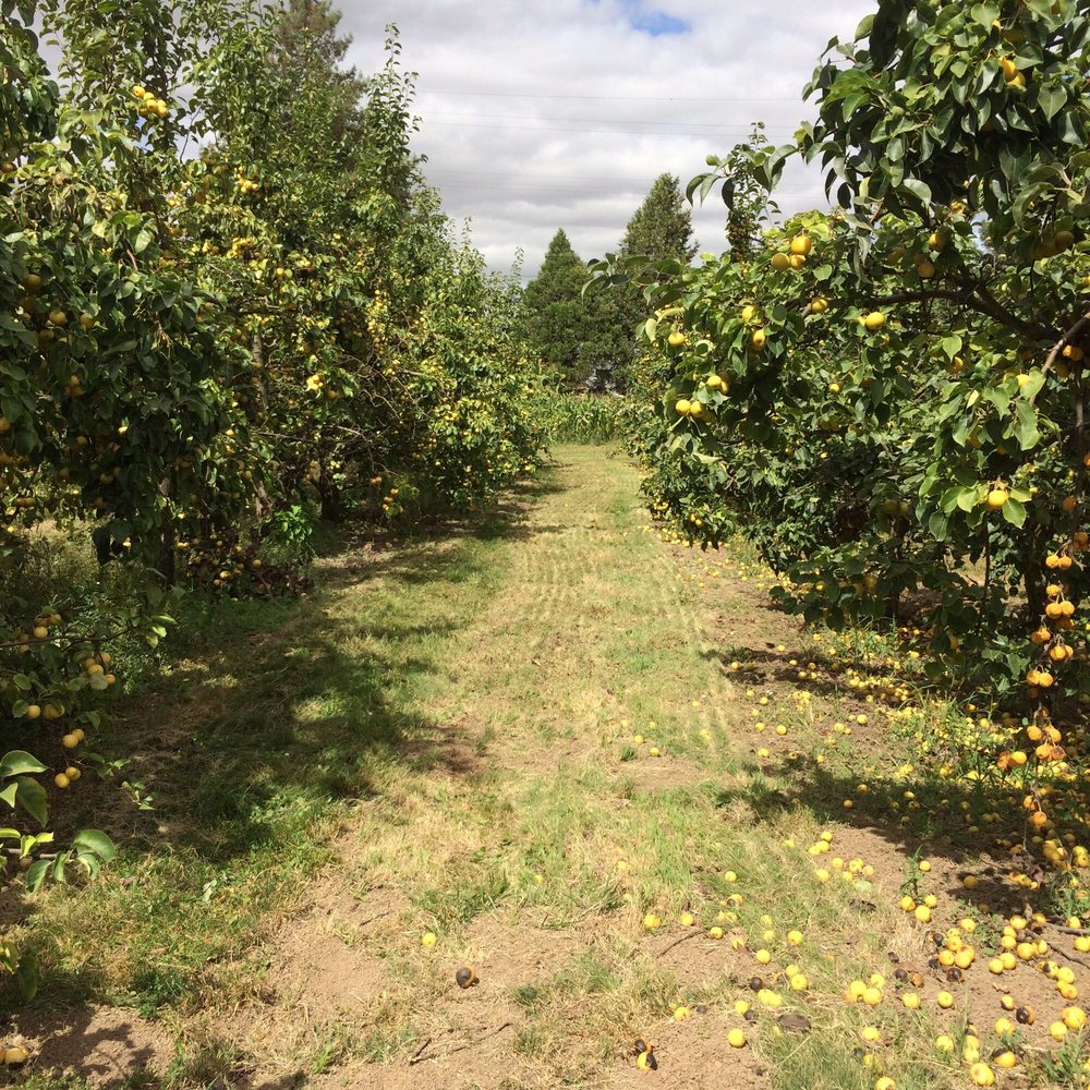 Adair's Orchards - The orchards... - Farmers Market Near Me - Albany, Oregon Adair's Orchards - The orchards... - Farmers Market Near Me - Albany, Oregon
