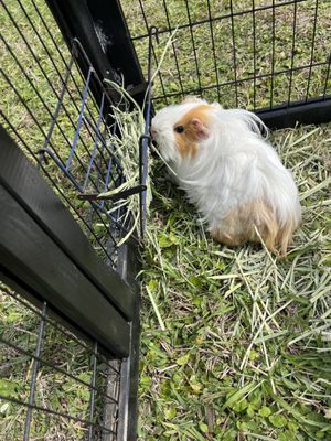 RITTER RANCH - Updated January 2026 - 21 Photos - 39810 Cook Brown Rd ...