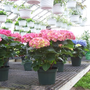 Country Gardener - Florists Near Me - North Scituate, Rhode Island Country Gardener - Florists Near Me - North Scituate, Rhode Island