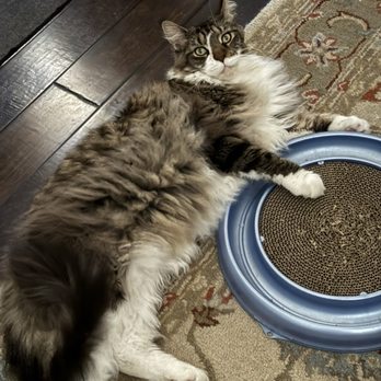 Perfect Cattery - Pet Breeders Near Me Perfect Cattery - Pet Breeders Near Me