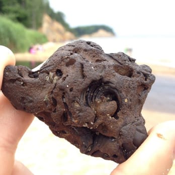 Calvert Cliffs State Park - Snail fossil - Parks Near Me