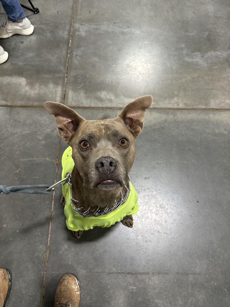 Tim's Tree Care - tree service in Midvale, UT